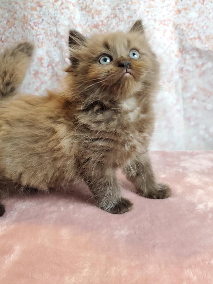 Fluffy brown tabby kitten with blue-gray eyes standing on pink fabric against a mottled pink and white background, curious