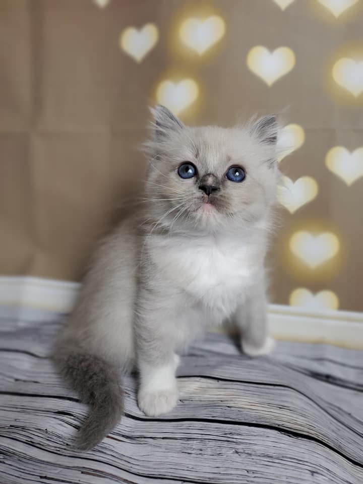 Fluffy gray and white kitten with blue eyes sitting on a striped surface with a warm bokeh heart-light background, soft