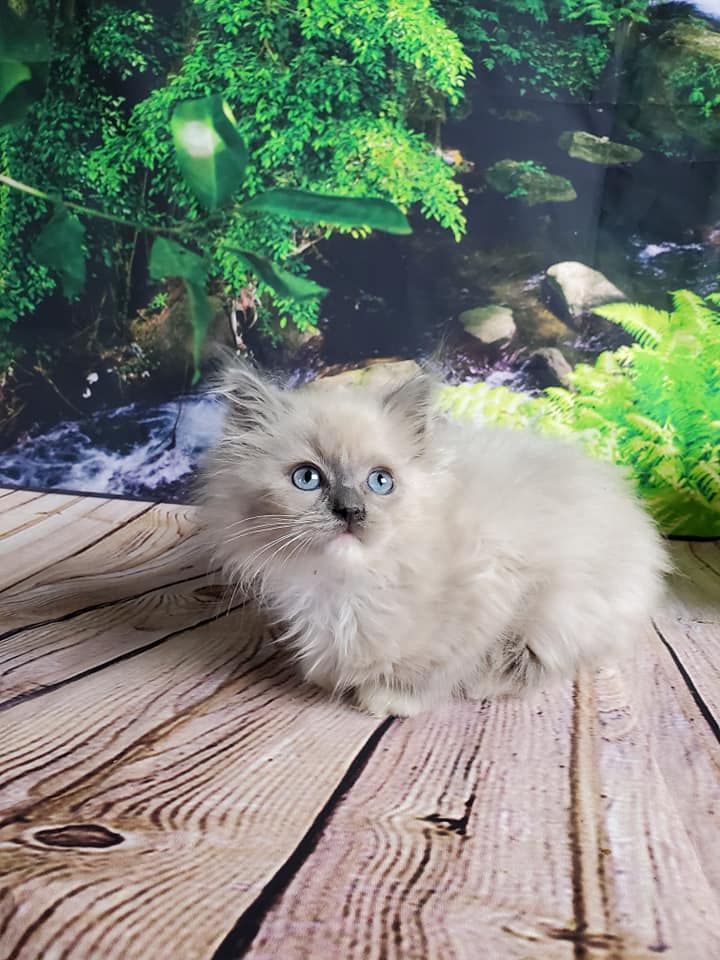 Fluffy pale gray kitten with blue eyes lying on wooden planks in front of a green nature-themed backdrop, gentle mood
