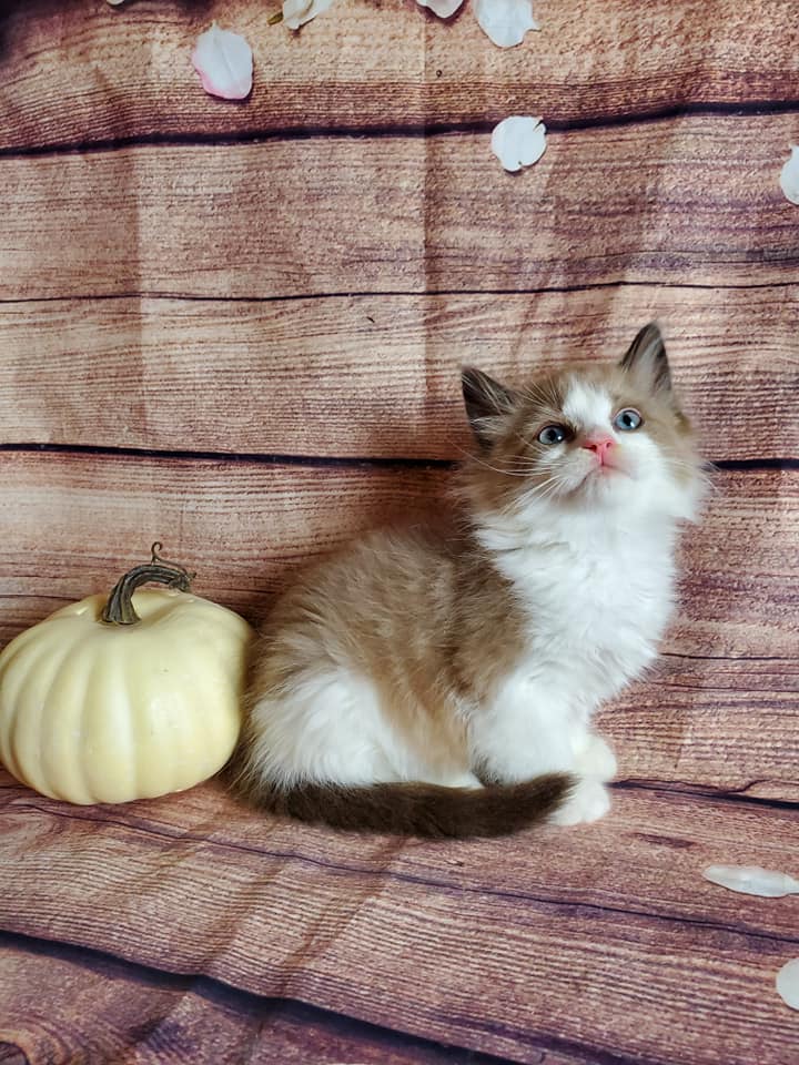 Fluffy tan and white kitten with blue eyes sitting beside a small decorative pumpkin on a wood-patterned backdrop, cozy