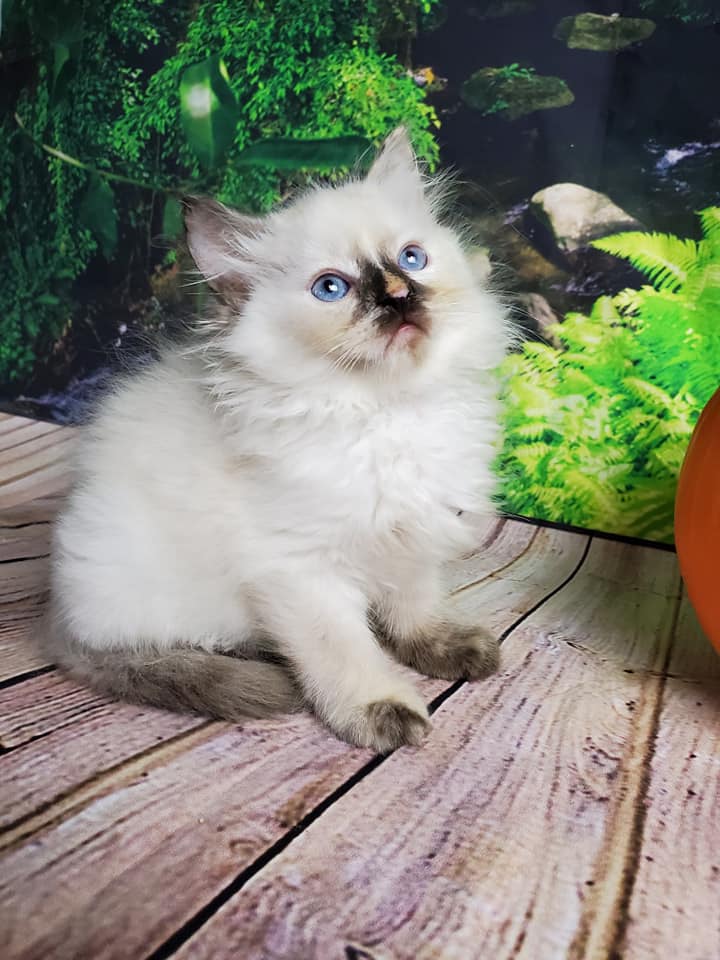 Fluffy white and gray kitten with blue eyes sitting on wooden surface in front of a printed green foliage backdrop, calm